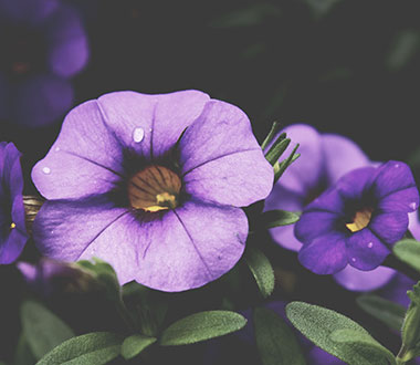 服务器攻击软件